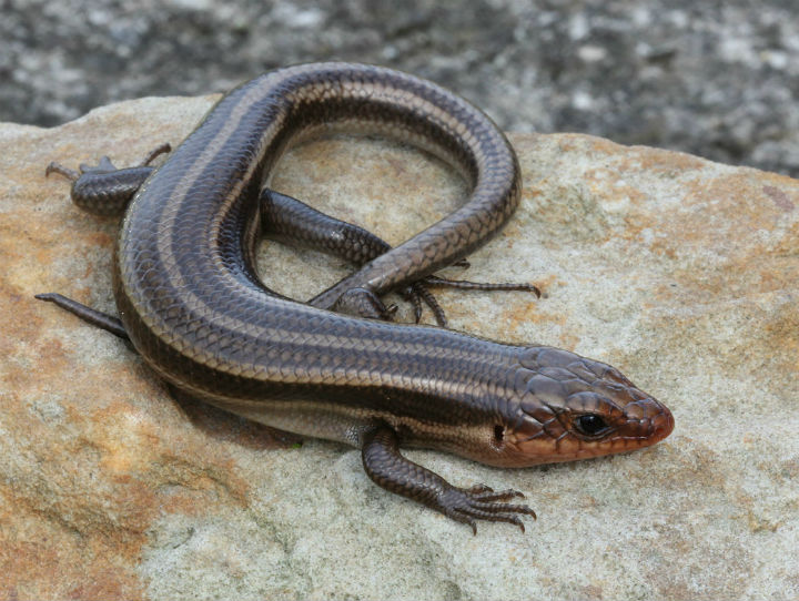 Five-lined Skink